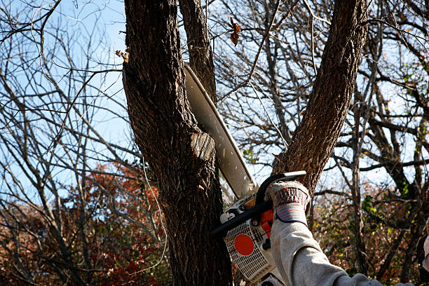 Tree and Shrub Care in Castle Point, MO